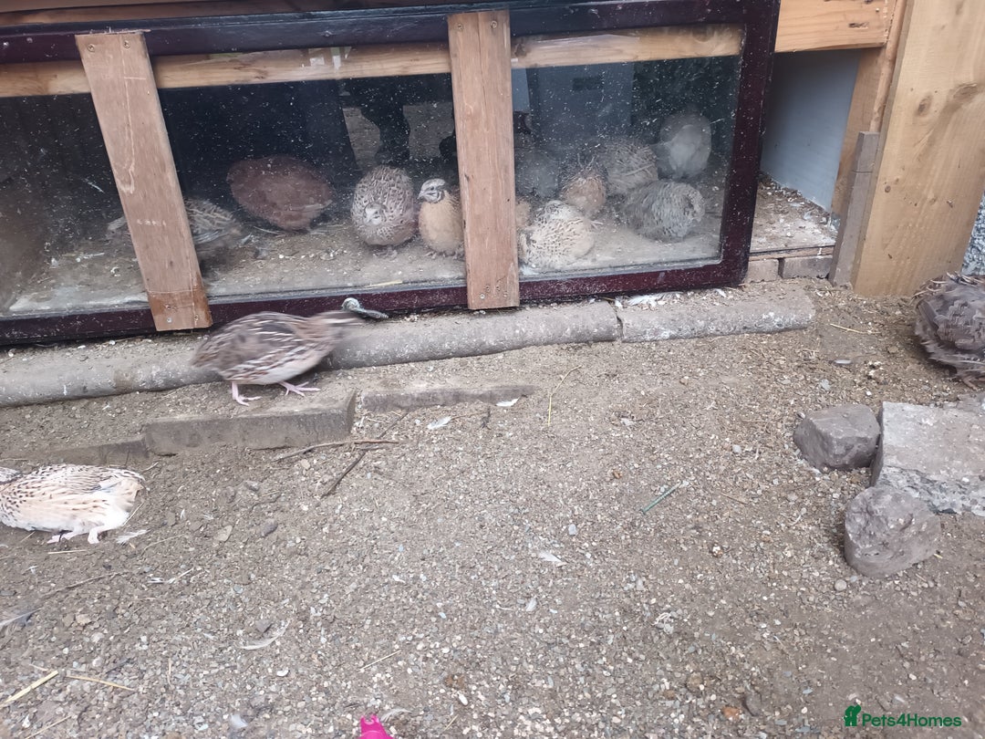Quail poultry for sale: Cortinex quail  - Image 3