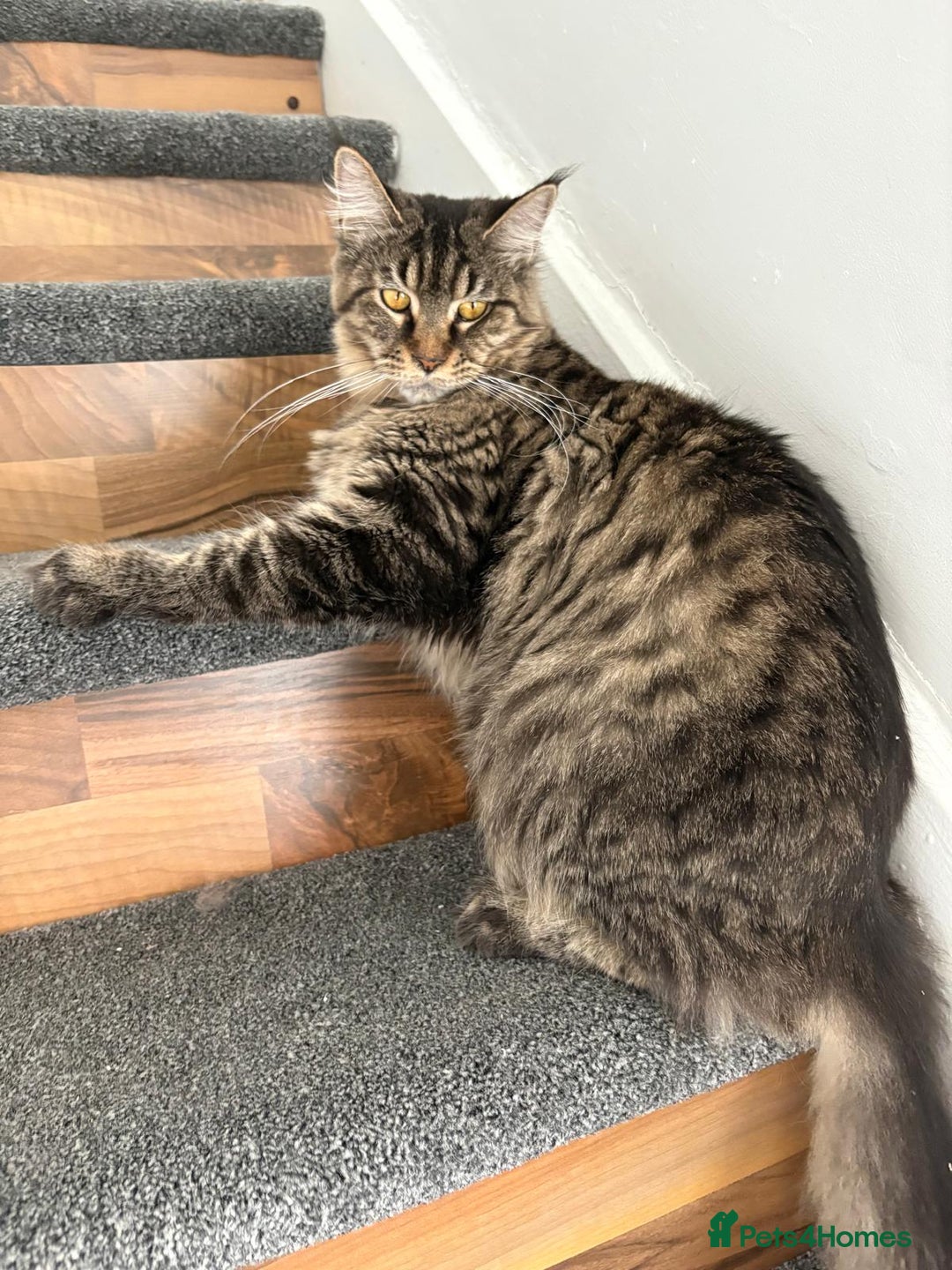 Maine Coon cats for sale: Full breed Maine Coon kittens ready to go.  - Image 9