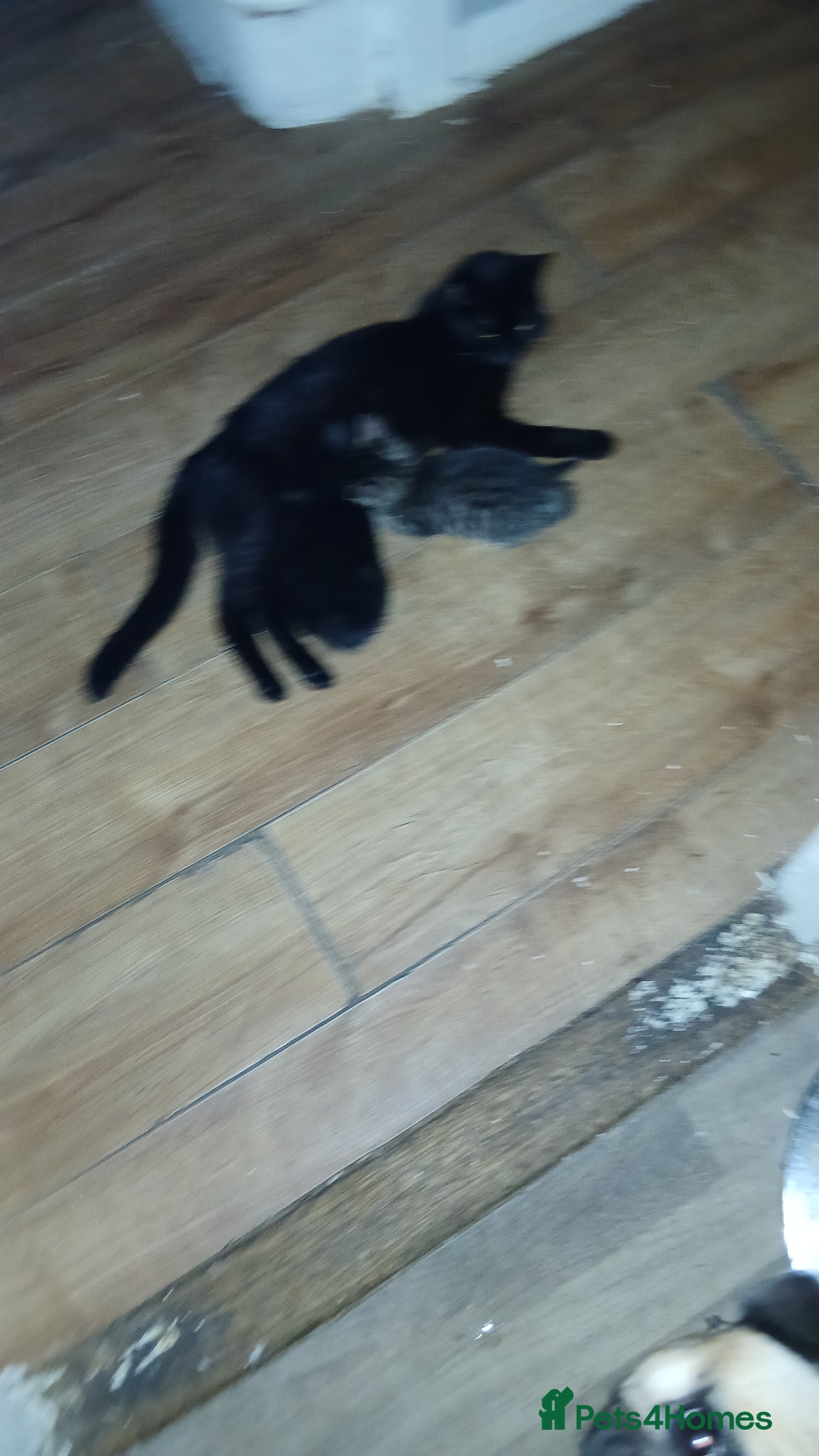 Mixed Breed cats 3 Beautiful Black Girl Kittens - Advert 8
