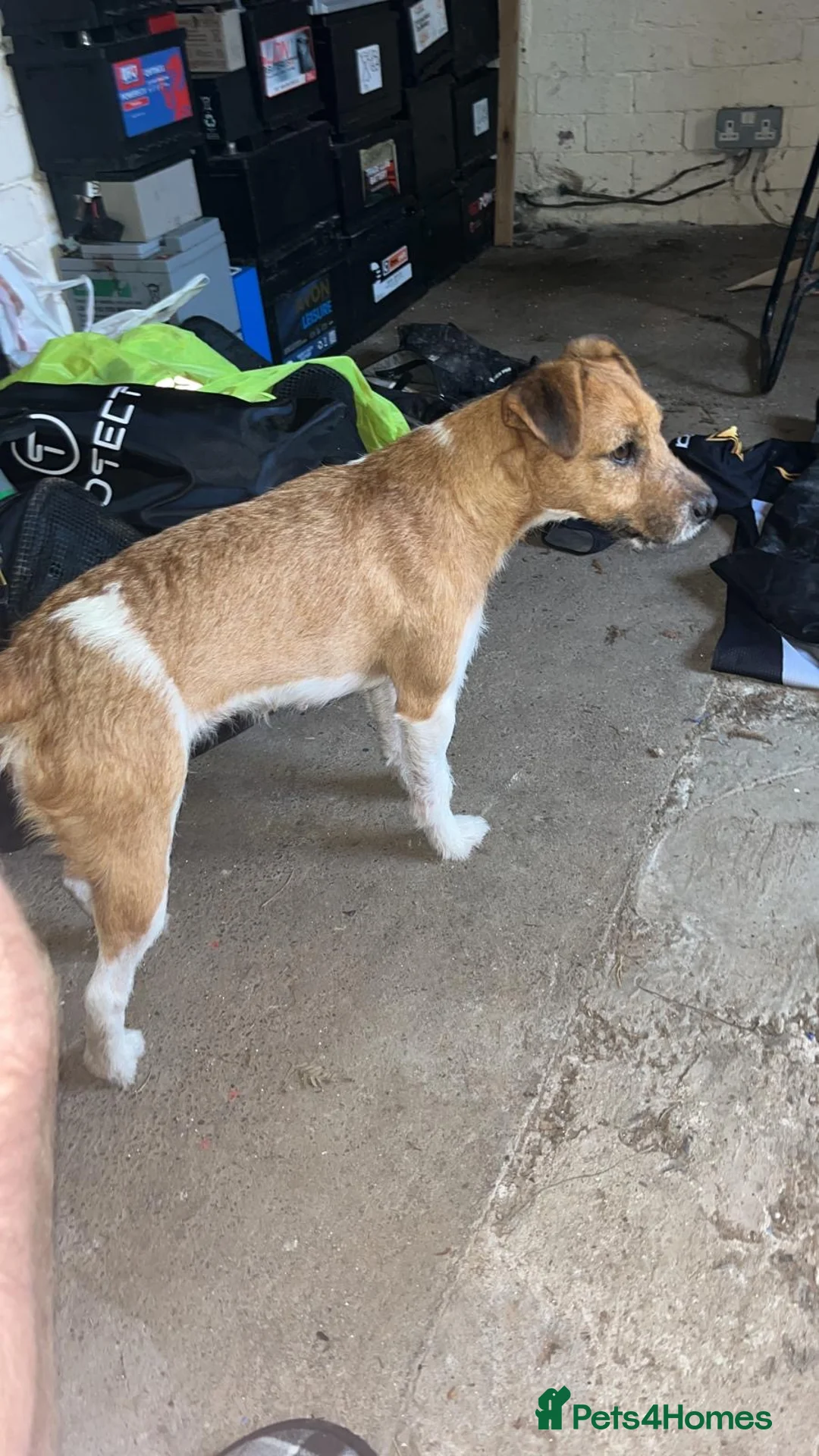 Jack Russell dogs for sale: Jack Russel puppies  - Advert 15