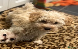 Maltipoo dogs for sale: RESERVED  Absolutely Stunning  Maltipoo GIRL - Image 15