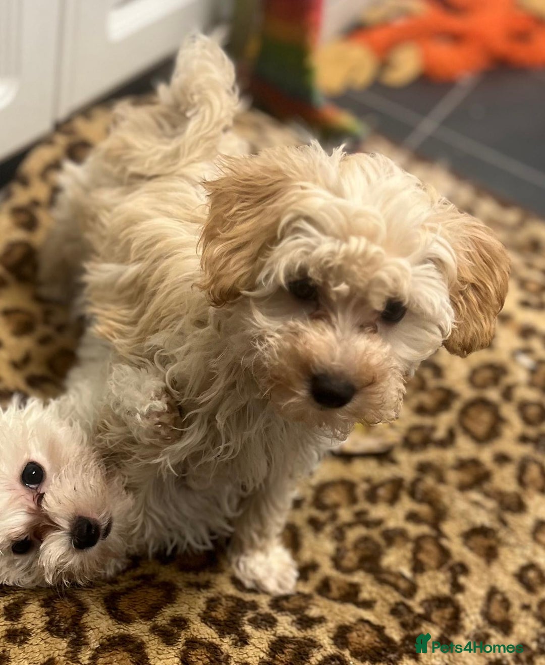 Maltipoo dogs for sale: RESERVED  Absolutely Stunning  Maltipoo GIRL - Image 15