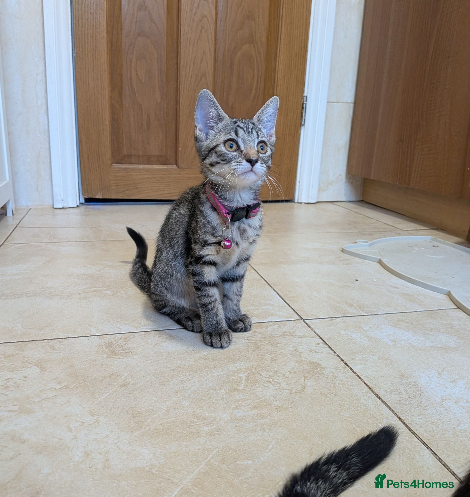 Mixed Breed cats Adorable kittens in London(SE18)😻😍😻 - Advert 1