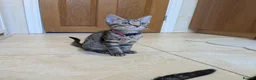 Mixed Breed cats for sale: Adorable kittens in London(SE18)😻😍😻 - Advert 3