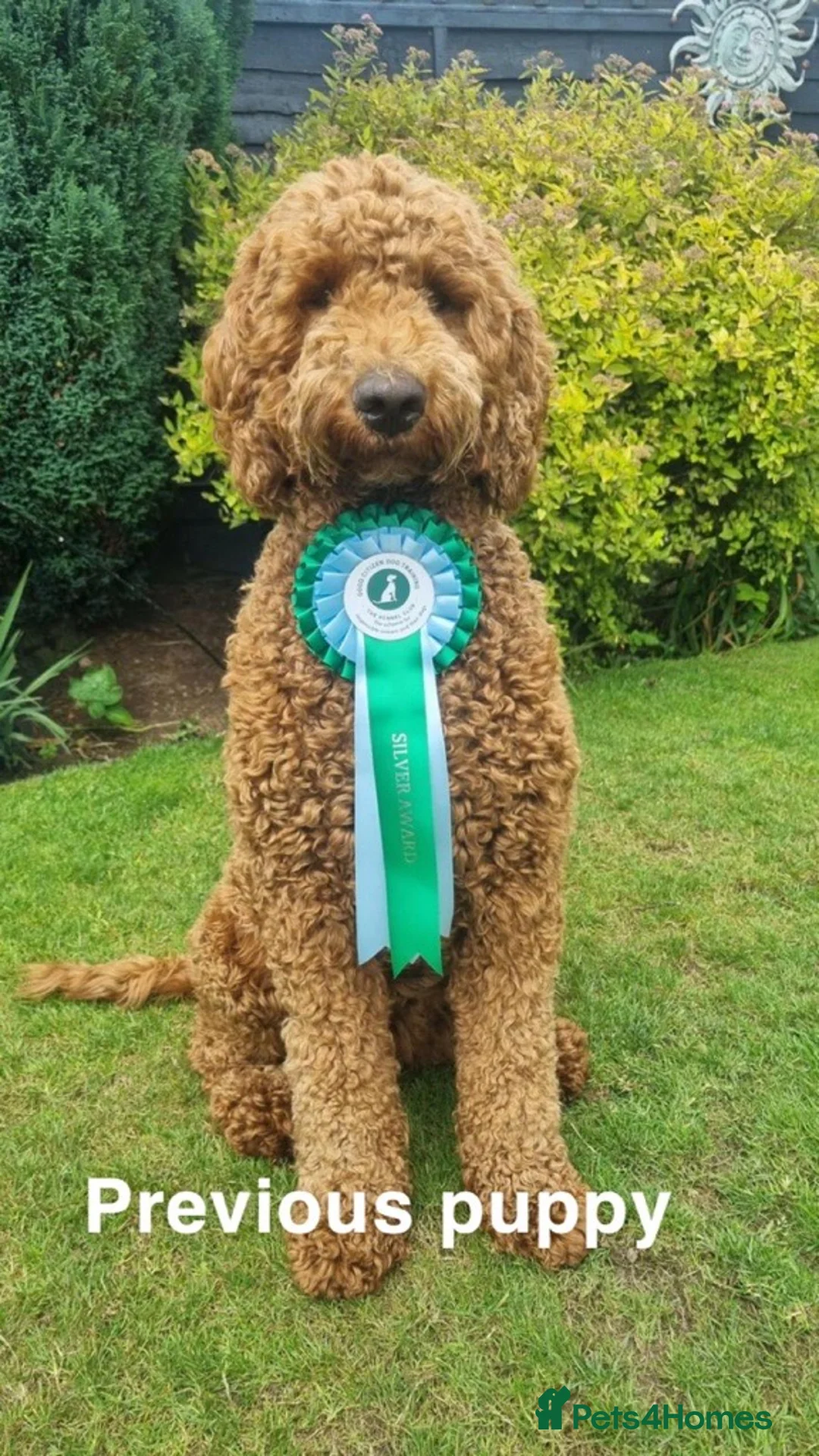 Double Doodle dogs for sale: Nell is expecting Double Doodles  - Advert 9