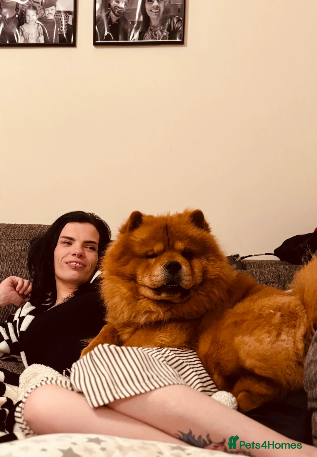 Chow Chow dogs for sale: New home for Teddy - Advert 3