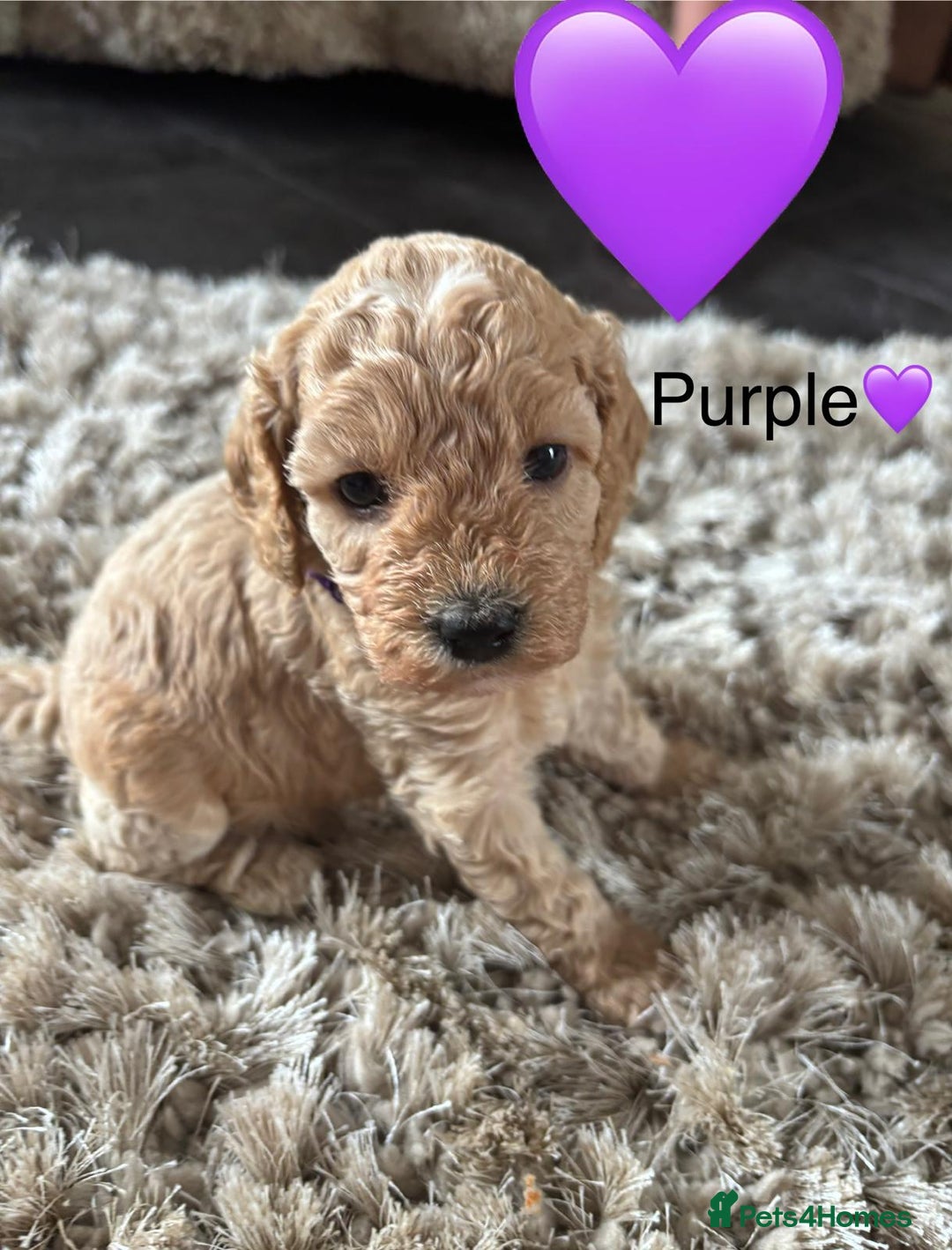 Cavapoo dogs for sale: ⭐️F1B COCKAPOO PUPS ⭐️ - Image 7