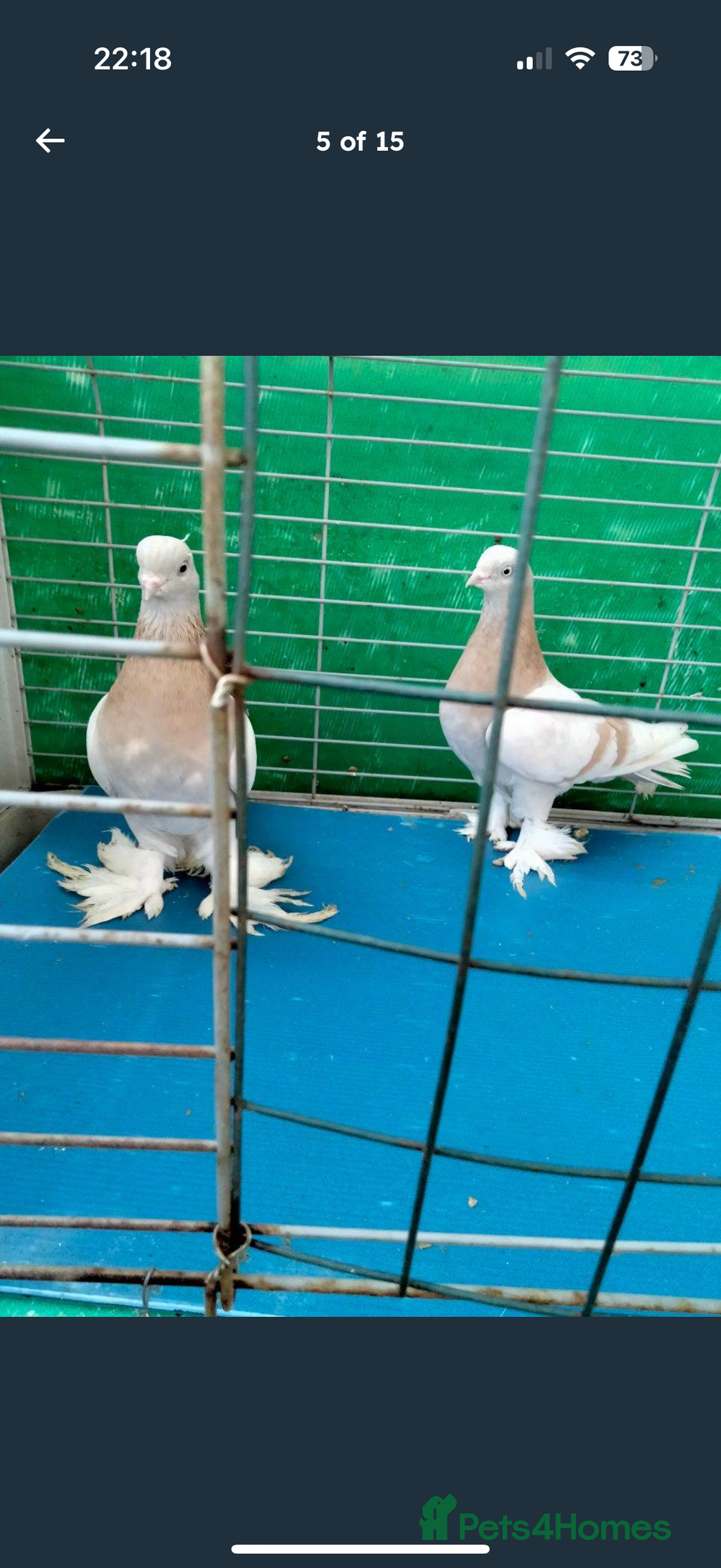 Pigeons birds for sale: Lahore pigeon pair  - Advert 1