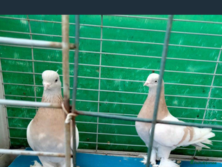 Pigeons birds Lahore pigeon pair - Advert 2
