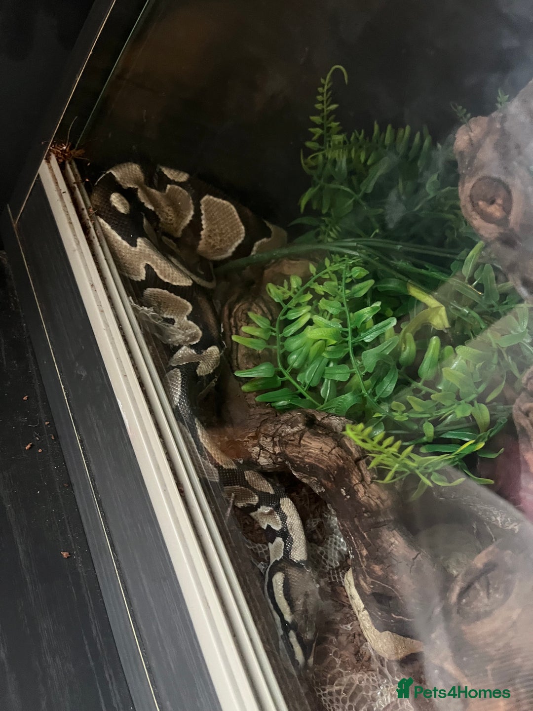 Python Snake reptiles for sale: 2 x royal ball python’s with set up  - Image 2