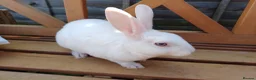 Rex rabbits for sale: Beautiful blue eyed mini rex looking for new home in Kidderminster - Advert 14