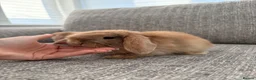 Mini Lop rabbits for sale: Mini lop Bunnies  - Advert 10