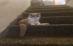 British Shorthair cats for sale: Sweet lilly 4 sweet home - Image 4