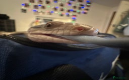 Skink reptiles for sale: Blue tounged skink  in Bristol - Image 6