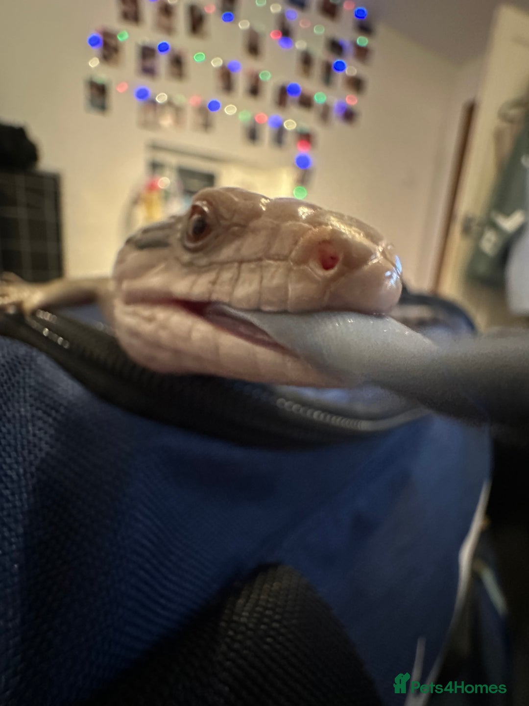 Skink reptiles for sale: Blue tounged skink  in Bristol - Image 6