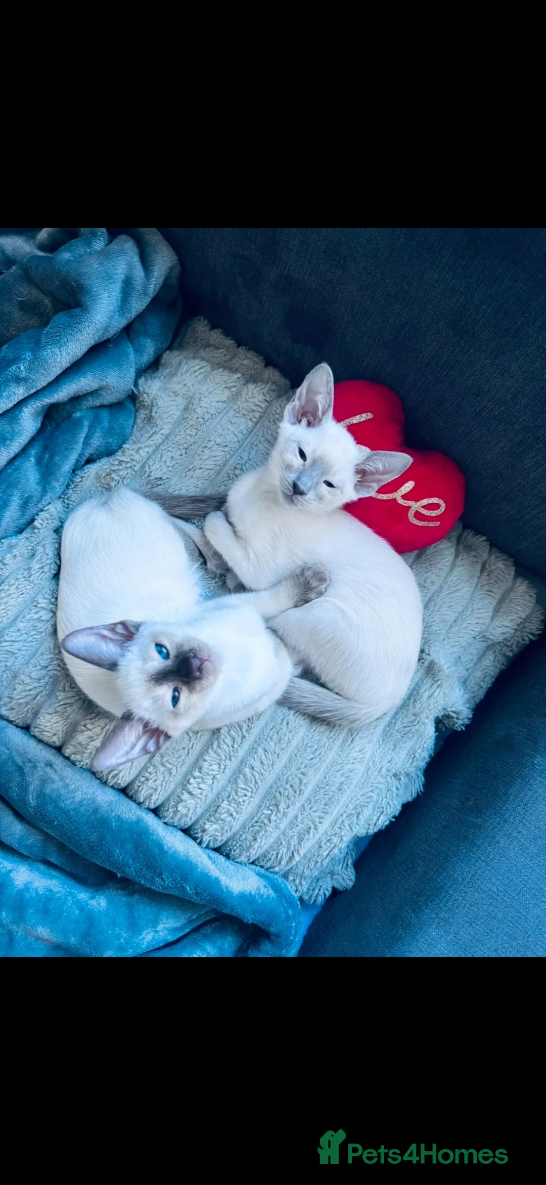Siamese cats for sale: Two female Siamese kittens  - Advert 2