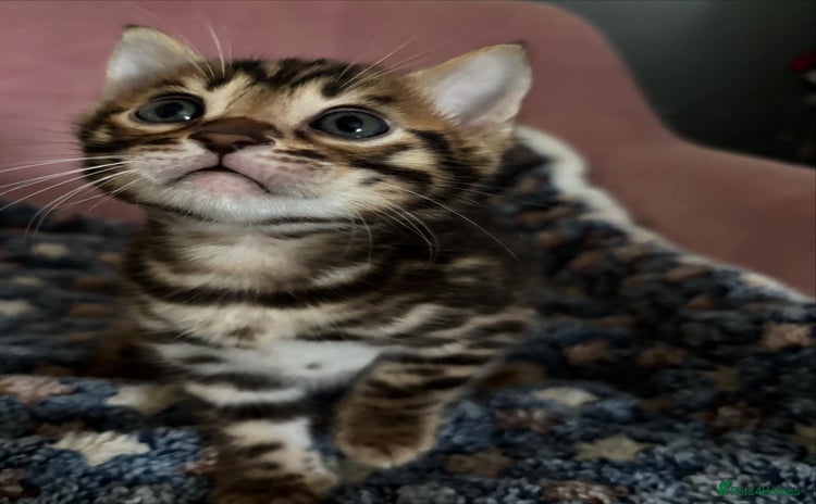 Bengal cats - Advert 7