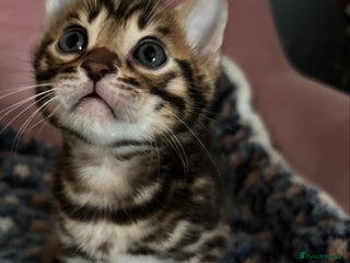 Bengal cats - Advert 2