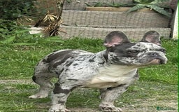 French Bulldog dogs for sale: French Bulldog Girl  - Advert 3