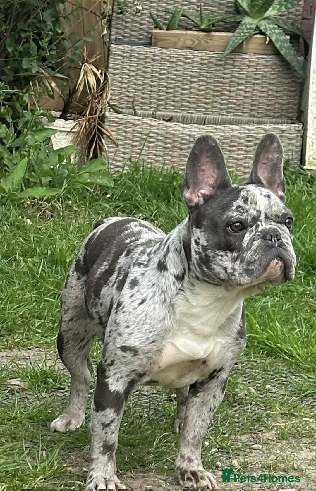 French Bulldog dogs for sale: French Bulldog Girl  - Advert 3