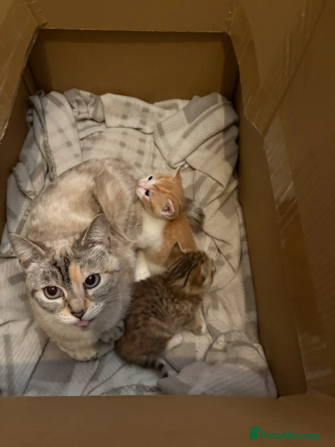 Mixed Breed cats for sale: Playful ginger and white kitten - Advert 2