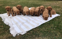 Labrador Retriever dogs for sale: Fox Red Labrador Puppies for sale - Image 2