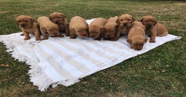 Labrador Retriever dogs - Advert 16