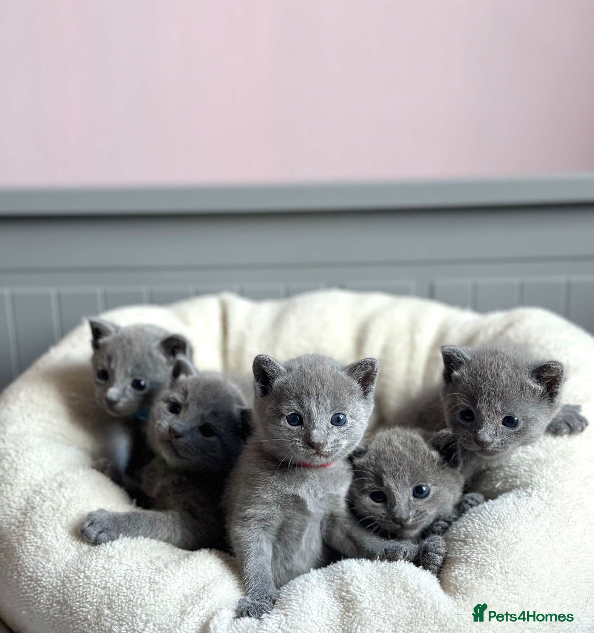 Russian Blue cats *TOP* Quality Pedigree Russian blue Kittens - Advert 1