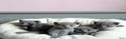 Russian Blue cats for sale: *TOP* Quality Pedigree Russian blue Kittens - Advert 1