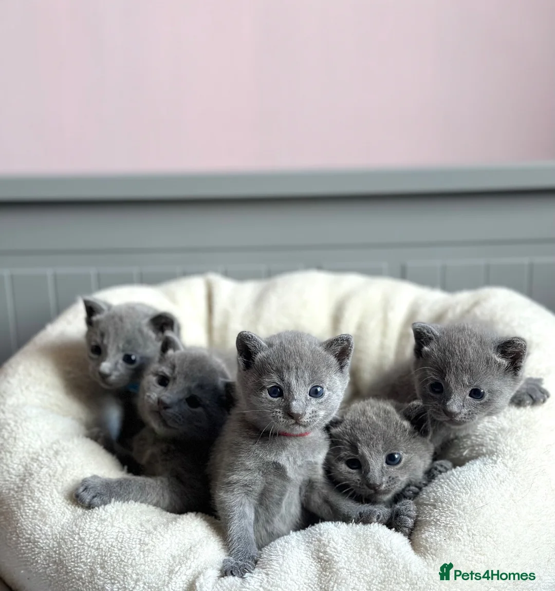 Russian Blue cats for sale: *TOP* Quality Pedigree Russian blue Kittens - Advert 1