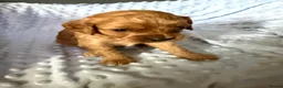 Cavapoo dogs for sale: F1 RED CAVAPOOS HEALTH TESTED KC PARENTS LICENSED  - Advert 26
