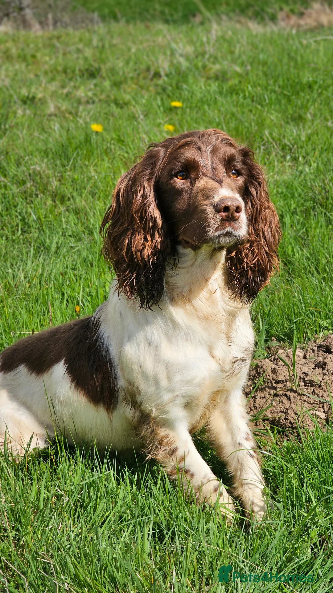 English Springer Spaniel dogs for stud: Springer Dog at Stud  in Alford - Advert 2
