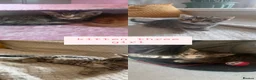 Bengal cats for sale: 🩷🩵 BEAUTIFUL BENGAL MIX KITTENS! 🩵🩷 - Advert 3