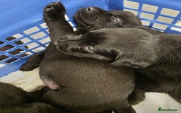 Mixed Breed dogs for sale: German shepherd x Working Labrador puppies  - Advert 7