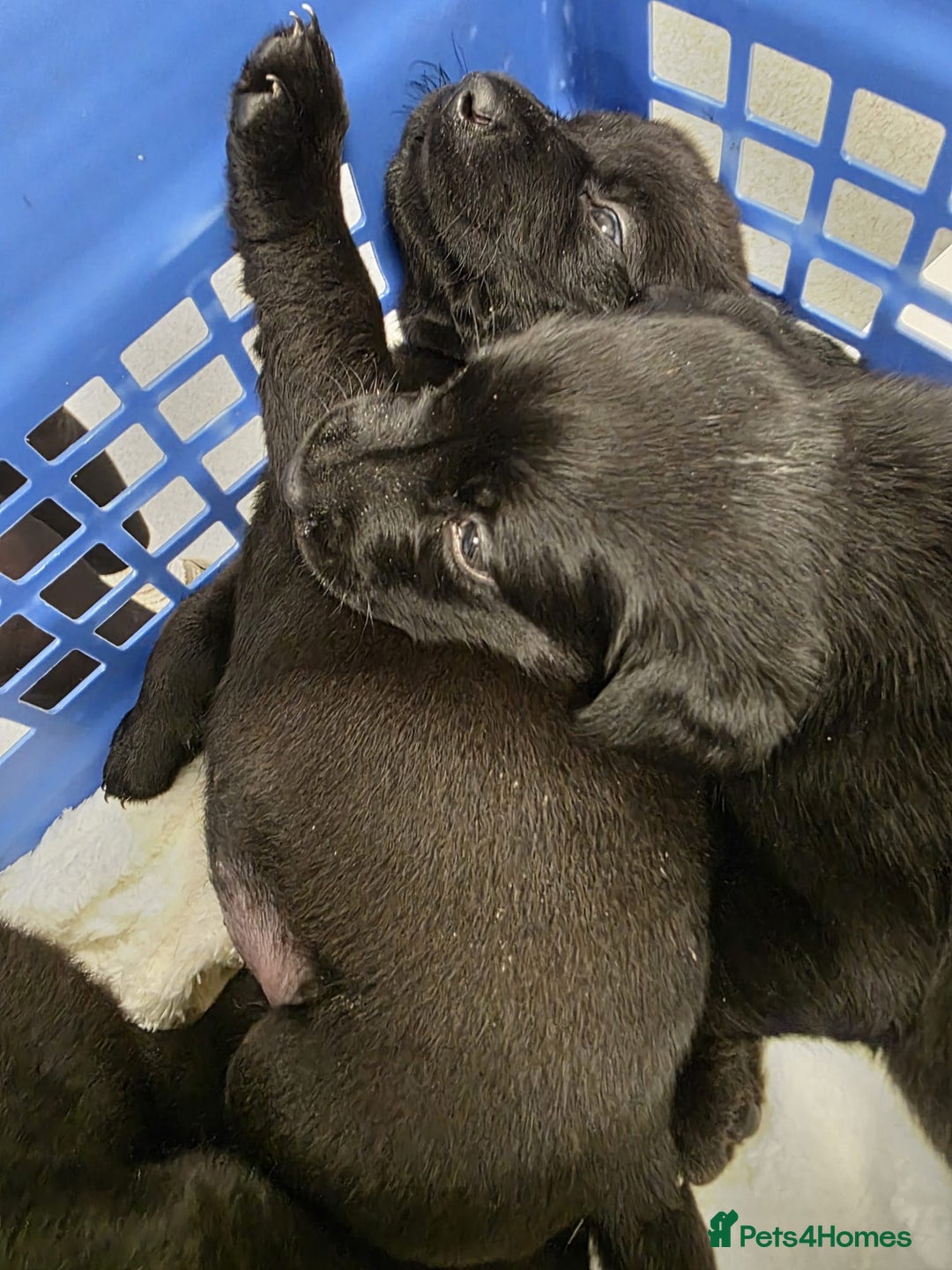 Mixed Breed dogs for sale: German shepherd x Working Labrador puppies  - Advert 7