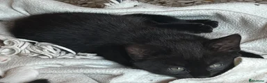 Mixed Breed 2