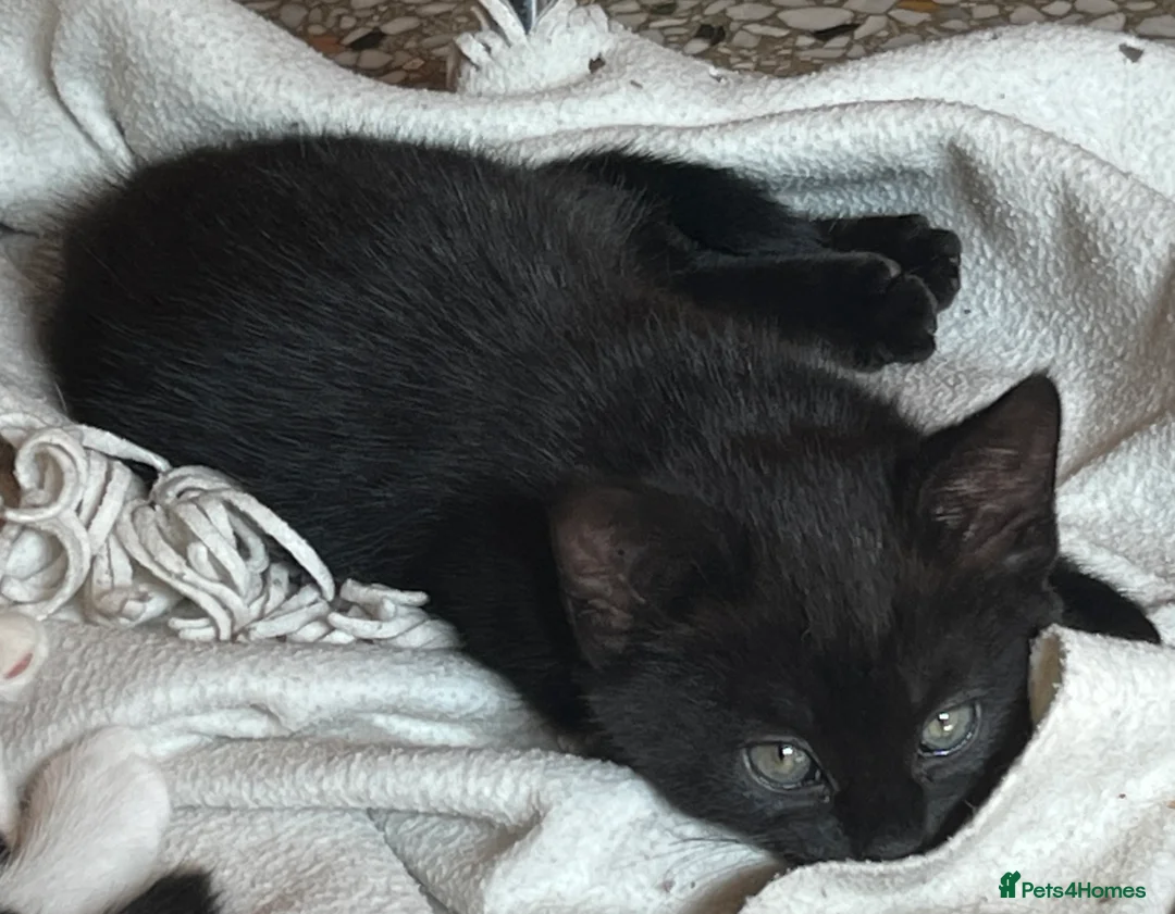 Mixed Breed cats for sale: Five kittens ready to go - Advert 2