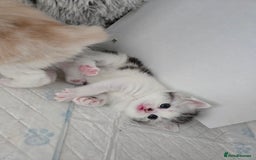 Perdoll cats for sale: Persian x ragdoll - Image 8