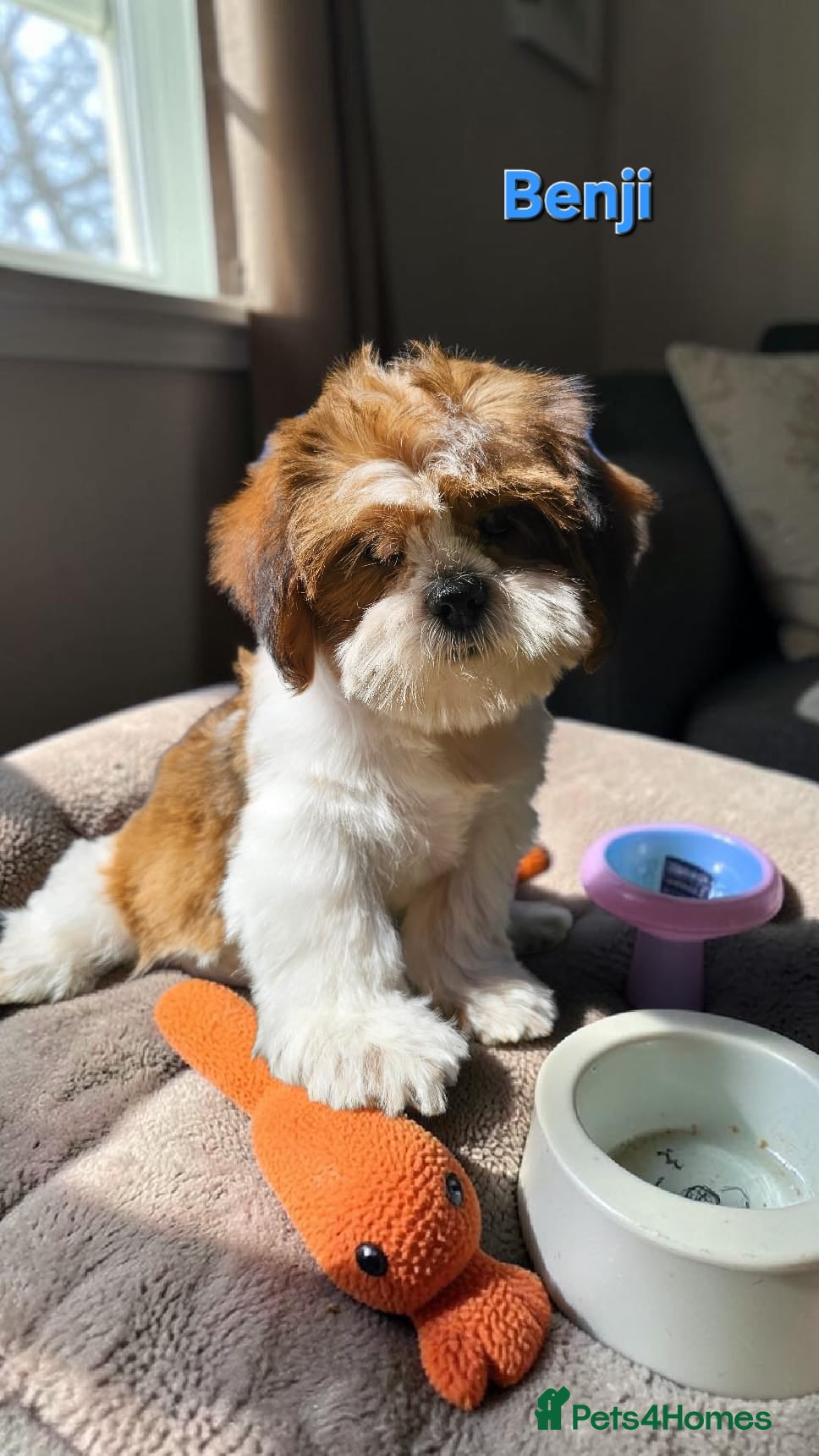 Shih Tzu dogs  💞 QUALITY STANDARD SHIH TZU 💕 - Advert 2