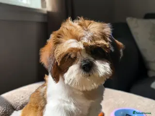 Shih Tzu dogs 💞 QUALITY STANDARD SHIH TZU 💕 - Advert 2