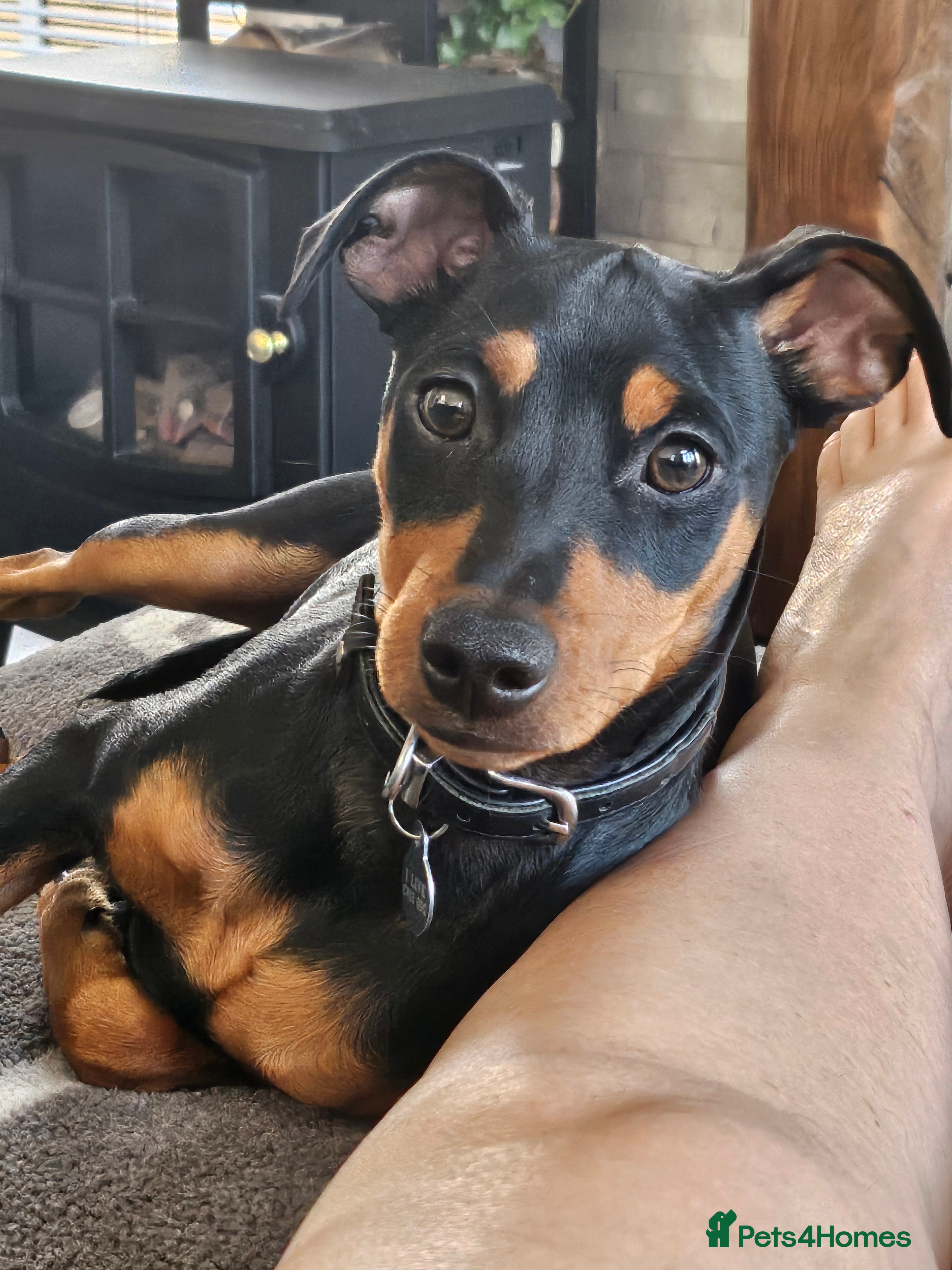 Miniature Pinscher dogs Miniture pincher male  - Advert 5