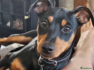 Miniature Pinscher dogs Miniture pincher male - Advert 1