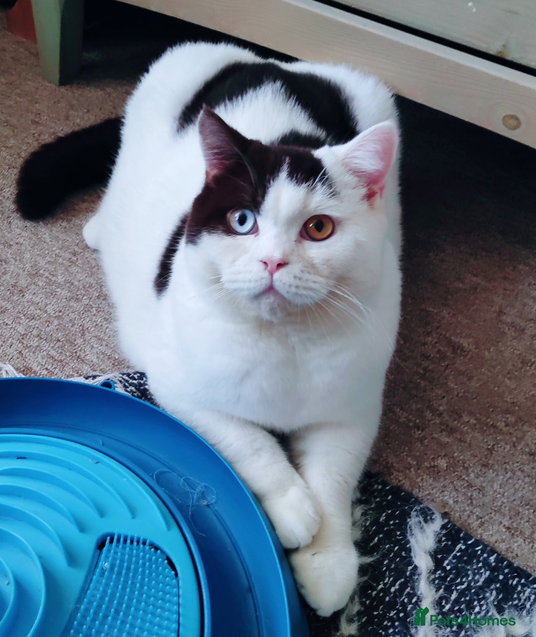 British Shorthair cats for sale: GCCF champions lines.Odd eyes boy and girl. - Advert 18