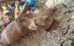 Dachshund dogs for sale: Ready now, last 3 Dachshund Puppies - Image 31