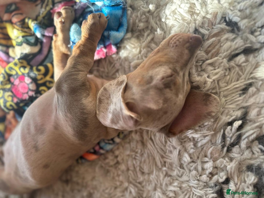 Dachshund dogs for sale: Ready now, last 3 Dachshund Puppies - Image 31