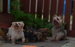 Yorkshire Terrier dogs for stud: Stud Dog Available: Handsome Yorkshire Terrier in London - Image 9