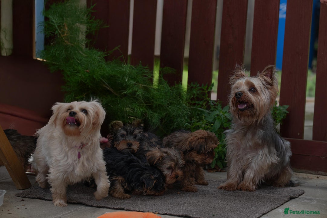 Yorkshire Terrier dogs for stud: Stud Dog Available: Handsome Yorkshire Terrier in London - Image 9