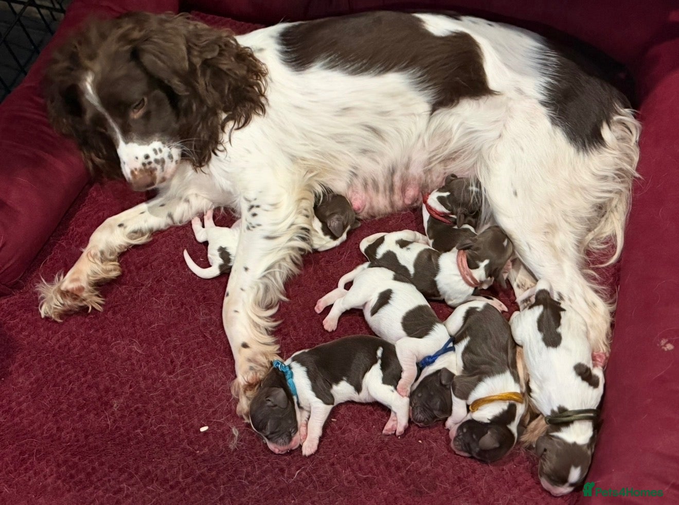 English Springer Spaniel dogs 7 stunning springer spaniels 🐾 - Advert 10
