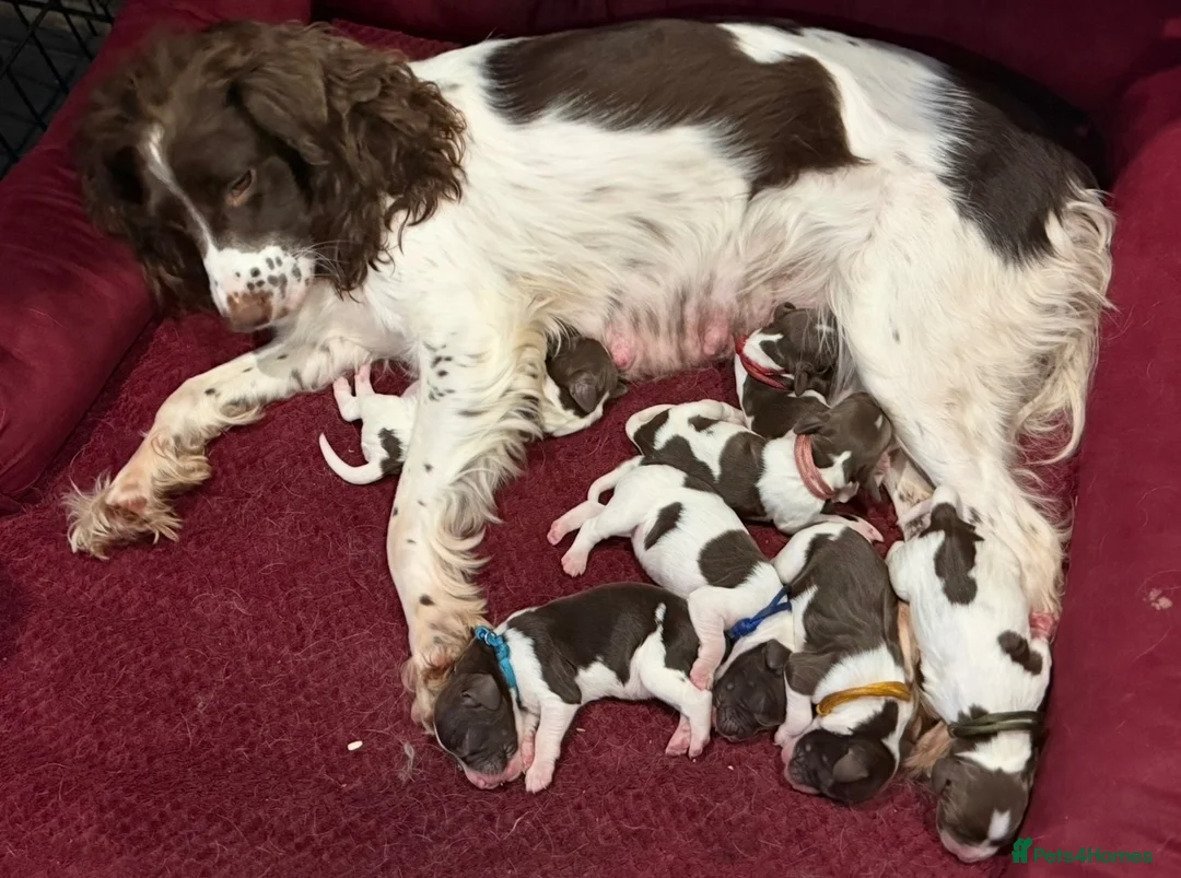 English Springer Spaniel dogs for sale: 7 stunning springer spaniels 🐾 - Advert 1