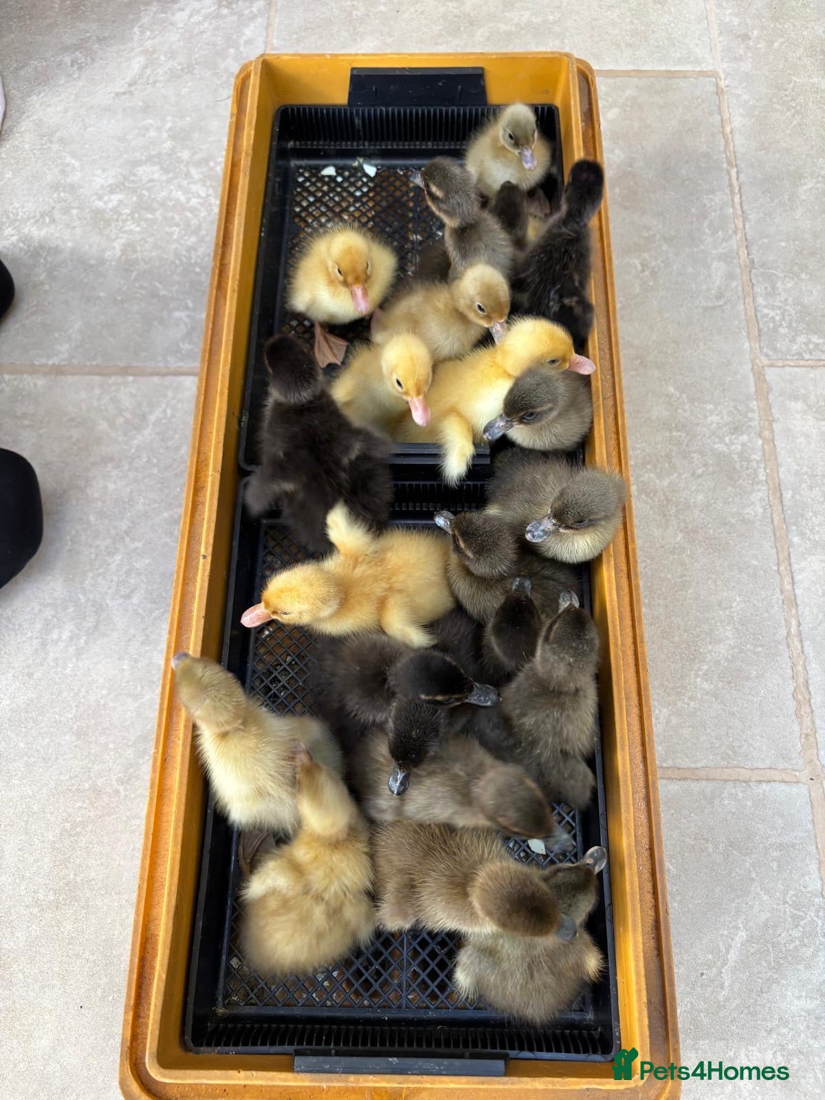 Ducks poultry Day old runner ducks and chicks  - Advert 2